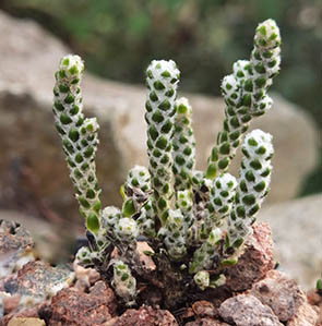 Ozothamnus coralloides